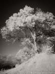 Savanna , South Africa #YNG-162.  Infrared Photograph,  Stretched and Gallery Wrapped, Limited Edition Archival Print on Canvas:  40 x 56 inches, $1590.  Custom Proportions and Sizes are Available.  For more information or to order please visit our ABOUT page or call us at 561-691-1110.