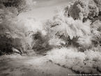 Botanical Garden, South Africa #YNG-164.  Infrared Photograph,  Stretched and Gallery Wrapped, Limited Edition Archival Print on Canvas:  56 x 40 inches, $1590.  Custom Proportions and Sizes are Available.  For more information or to order please visit our ABOUT page or call us at 561-691-1110.