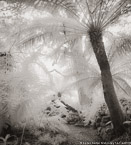 Botanical Garden, South Africa #YNG-166.  Infrared Photograph,  Stretched and Gallery Wrapped, Limited Edition Archival Print on Canvas:  40 x 44 inches, $1530.  Custom Proportions and Sizes are Available.  For more information or to order please visit our ABOUT page or call us at 561-691-1110.
