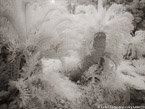 Botanical Garden, South Africa #YNG-171.  Infrared Photograph,  Stretched and Gallery Wrapped, Limited Edition Archival Print on Canvas:  56 x 40 inches, $1590.  Custom Proportions and Sizes are Available.  For more information or to order please visit our ABOUT page or call us at 561-691-1110.