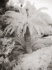 Botanical Garden, South Africa #YNG-172.  Infrared Photograph,  Stretched and Gallery Wrapped, Limited Edition Archival Print on Canvas:  40 x 56 inches, $1590.  Custom Proportions and Sizes are Available.  For more information or to order please visit our ABOUT page or call us at 561-691-1110.