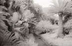Botanical Garden, South Africa #YNG-173.  Infrared Photograph,  Stretched and Gallery Wrapped, Limited Edition Archival Print on Canvas:  60 x 40 inches, $1590.  Custom Proportions and Sizes are Available.  For more information or to order please visit our ABOUT page or call us at 561-691-1110.