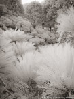 Botanical Garden, South Africa #YNG-175.  Infrared Photograph,  Stretched and Gallery Wrapped, Limited Edition Archival Print on Canvas:  40 x 56 inches, $1590.  Custom Proportions and Sizes are Available.  For more information or to order please visit our ABOUT page or call us at 561-691-1110.