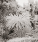 Botanical Garden, South Africa #YNG-176.  Infrared Photograph,  Stretched and Gallery Wrapped, Limited Edition Archival Print on Canvas:  40 x 44 inches, $1530.  Custom Proportions and Sizes are Available.  For more information or to order please visit our ABOUT page or call us at 561-691-1110.