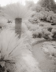Botanical Garden, South Africa #YNG-177.  Infrared Photograph,  Stretched and Gallery Wrapped, Limited Edition Archival Print on Canvas:  40 x 50 inches, $1560.  Custom Proportions and Sizes are Available.  For more information or to order please visit our ABOUT page or call us at 561-691-1110.