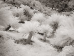 Botanical Garden, South Africa #YNG-180.  Infrared Photograph,  Stretched and Gallery Wrapped, Limited Edition Archival Print on Canvas:  56 x 40 inches, $1590.  Custom Proportions and Sizes are Available.  For more information or to order please visit our ABOUT page or call us at 561-691-1110.