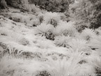 Botanical Garden, South Africa #YNG-181.  Infrared Photograph,  Stretched and Gallery Wrapped, Limited Edition Archival Print on Canvas:  56 x 40 inches, $1590.  Custom Proportions and Sizes are Available.  For more information or to order please visit our ABOUT page or call us at 561-691-1110.