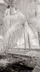 Tropical Garden, Palm Beach #YNL-020.  Infrared Photograph,  Stretched and Gallery Wrapped, Limited Edition Archival Print on Canvas:  40 x 72 inches, $1620.  Custom Proportions and Sizes are Available.  For more information or to order please visit our ABOUT page or call us at 561-691-1110.