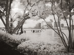 Intracoastal , Palm Beach #YNG-620.  Infrared Photograph,  Stretched and Gallery Wrapped, Limited Edition Archival Print on Canvas:  56 x 40 inches, $1590.  Custom Proportions and Sizes are Available.  For more information or to order please visit our ABOUT page or call us at 561-691-1110.