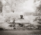 Tropical Garden, Palm Beach #YNG-628.  Infrared Photograph,  Stretched and Gallery Wrapped, Limited Edition Archival Print on Canvas:  48 x 40 inches, $1560.  Custom Proportions and Sizes are Available.  For more information or to order please visit our ABOUT page or call us at 561-691-1110.