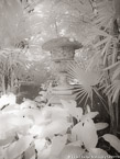 Tropical Garden, Palm Beach #YNG-636.  Infrared Photograph,  Stretched and Gallery Wrapped, Limited Edition Archival Print on Canvas:  40 x 56 inches, $1590.  Custom Proportions and Sizes are Available.  For more information or to order please visit our ABOUT page or call us at 561-691-1110.