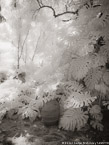 Tropical Garden, Palm Beach #YNG-641.  Infrared Photograph,  Stretched and Gallery Wrapped, Limited Edition Archival Print on Canvas:  40 x 56 inches, $1590.  Custom Proportions and Sizes are Available.  For more information or to order please visit our ABOUT page or call us at 561-691-1110.