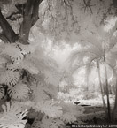 Tropical Garden, Palm Beach #YNG-642.  Infrared Photograph,  Stretched and Gallery Wrapped, Limited Edition Archival Print on Canvas:  40 x 44 inches, $1530.  Custom Proportions and Sizes are Available.  For more information or to order please visit our ABOUT page or call us at 561-691-1110.
