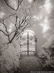 Tropical Garden, Palm Beach #YNG-646.  Infrared Photograph,  Stretched and Gallery Wrapped, Limited Edition Archival Print on Canvas:  40 x 56 inches, $1590.  Custom Proportions and Sizes are Available.  For more information or to order please visit our ABOUT page or call us at 561-691-1110.