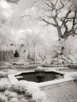 Tropical Garden, Palm Beach #YNG-652.  Infrared Photograph,  Stretched and Gallery Wrapped, Limited Edition Archival Print on Canvas:  40 x 56 inches, $1590.  Custom Proportions and Sizes are Available.  For more information or to order please visit our ABOUT page or call us at 561-691-1110.
