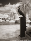 Tropical Garden, Palm Beach #YNG-660.  Infrared Photograph,  Stretched and Gallery Wrapped, Limited Edition Archival Print on Canvas:  40 x 56 inches, $1590.  Custom Proportions and Sizes are Available.  For more information or to order please visit our ABOUT page or call us at 561-691-1110.