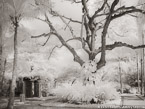 Tropical Garden, Palm Beach #YNG-663.  Infrared Photograph,  Stretched and Gallery Wrapped, Limited Edition Archival Print on Canvas:  56 x 40 inches, $1590.  Custom Proportions and Sizes are Available.  For more information or to order please visit our ABOUT page or call us at 561-691-1110.