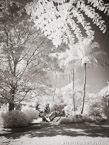 Tropical Garden, Palm Beach #YNG-677.  Infrared Photograph,  Stretched and Gallery Wrapped, Limited Edition Archival Print on Canvas:  40 x 56 inches, $1590.  Custom Proportions and Sizes are Available.  For more information or to order please visit our ABOUT page or call us at 561-691-1110.