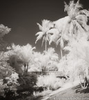Tropical Garden, Palm Beach #YNG-681.  Infrared Photograph,  Stretched and Gallery Wrapped, Limited Edition Archival Print on Canvas:  40 x 44 inches, $1530.  Custom Proportions and Sizes are Available.  For more information or to order please visit our ABOUT page or call us at 561-691-1110.
