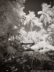 Tropical Garden, Palm Beach #YNG-685.  Infrared Photograph,  Stretched and Gallery Wrapped, Limited Edition Archival Print on Canvas:  40 x 56 inches, $1590.  Custom Proportions and Sizes are Available.  For more information or to order please visit our ABOUT page or call us at 561-691-1110.