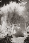 Tropical Garden, Palm Beach #YNG-690.  Infrared Photograph,  Stretched and Gallery Wrapped, Limited Edition Archival Print on Canvas:  40 x 60 inches, $1590.  Custom Proportions and Sizes are Available.  For more information or to order please visit our ABOUT page or call us at 561-691-1110.