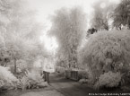 Tropical Garden, Palm Beach #YNG-693.  Infrared Photograph,  Stretched and Gallery Wrapped, Limited Edition Archival Print on Canvas:  56 x 40 inches, $1590.  Custom Proportions and Sizes are Available.  For more information or to order please visit our ABOUT page or call us at 561-691-1110.