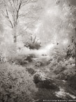 Tropical Garden, Palm Beach #YNG-696.  Infrared Photograph,  Stretched and Gallery Wrapped, Limited Edition Archival Print on Canvas:  40 x 56 inches, $1590.  Custom Proportions and Sizes are Available.  For more information or to order please visit our ABOUT page or call us at 561-691-1110.