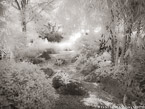 Tropical Garden, Palm Beach #YNG-697.  Infrared Photograph,  Stretched and Gallery Wrapped, Limited Edition Archival Print on Canvas:  56 x 40 inches, $1590.  Custom Proportions and Sizes are Available.  For more information or to order please visit our ABOUT page or call us at 561-691-1110.