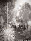 Tropical Garden, Palm Beach #YNG-699.  Infrared Photograph,  Stretched and Gallery Wrapped, Limited Edition Archival Print on Canvas:  40 x 56 inches, $1590.  Custom Proportions and Sizes are Available.  For more information or to order please visit our ABOUT page or call us at 561-691-1110.