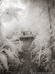 Tropical Garden, Palm Beach #YNG-708.  Infrared Photograph,  Stretched and Gallery Wrapped, Limited Edition Archival Print on Canvas:  40 x 56 inches, $1590.  Custom Proportions and Sizes are Available.  For more information or to order please visit our ABOUT page or call us at 561-691-1110.