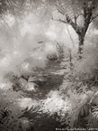Tropical Garden, Palm Beach #YNG-709.  Infrared Photograph,  Stretched and Gallery Wrapped, Limited Edition Archival Print on Canvas:  40 x 56 inches, $1590.  Custom Proportions and Sizes are Available.  For more information or to order please visit our ABOUT page or call us at 561-691-1110.