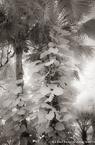 Tropical Garden, Palm Beach #YNG-714.  Infrared Photograph,  Stretched and Gallery Wrapped, Limited Edition Archival Print on Canvas:  40 x 60 inches, $1590.  Custom Proportions and Sizes are Available.  For more information or to order please visit our ABOUT page or call us at 561-691-1110.