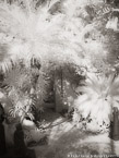 Tropical Garden, Palm Beach #YNG-715.  Infrared Photograph,  Stretched and Gallery Wrapped, Limited Edition Archival Print on Canvas:  40 x 56 inches, $1590.  Custom Proportions and Sizes are Available.  For more information or to order please visit our ABOUT page or call us at 561-691-1110.