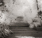 Tropical Garden, Palm Beach #YNG-716.  Infrared Photograph,  Stretched and Gallery Wrapped, Limited Edition Archival Print on Canvas:  40 x 44 inches, $1530.  Custom Proportions and Sizes are Available.  For more information or to order please visit our ABOUT page or call us at 561-691-1110.