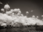 Tropical River, Jupiter  #YNG-724.  Infrared Photograph,  Stretched and Gallery Wrapped, Limited Edition Archival Print on Canvas:  56 x 40 inches, $1590.  Custom Proportions and Sizes are Available.  For more information or to order please visit our ABOUT page or call us at 561-691-1110.