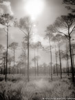 Pines , Jupiter  #YNG-728.  Infrared Photograph,  Stretched and Gallery Wrapped, Limited Edition Archival Print on Canvas:  40 x 56 inches, $1590.  Custom Proportions and Sizes are Available.  For more information or to order please visit our ABOUT page or call us at 561-691-1110.