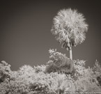 Bluff , Jupiter  #YNG-730.  Infrared Photograph,  Stretched and Gallery Wrapped, Limited Edition Archival Print on Canvas:  40 x 44 inches, $1530.  Custom Proportions and Sizes are Available.  For more information or to order please visit our ABOUT page or call us at 561-691-1110.