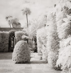 Tropical Garden, Palm Beach #YNL-324.  Infrared Photograph,  Stretched and Gallery Wrapped, Limited Edition Archival Print on Canvas:  40 x 40 inches, $1500.  Custom Proportions and Sizes are Available.  For more information or to order please visit our ABOUT page or call us at 561-691-1110.