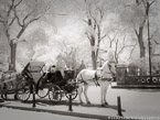 Central Park, New York #YNL-385.  Infrared Photograph,  Stretched and Gallery Wrapped, Limited Edition Archival Print on Canvas:  40 x 40 inches, $1500.  Custom Proportions and Sizes are Available.  For more information or to order please visit our ABOUT page or call us at 561-691-1110.