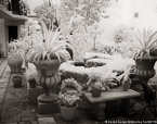 Tropical Garden, Palm Beach #YNL-072.  Infrared Photograph,  Stretched and Gallery Wrapped, Limited Edition Archival Print on Canvas:  56 x 40 inches, $1590.  Custom Proportions and Sizes are Available.  For more information or to order please visit our ABOUT page or call us at 561-691-1110.
