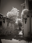 Via , Palm Beach #YNL-202.  Infrared Photograph,  Stretched and Gallery Wrapped, Limited Edition Archival Print on Canvas:  40 x 56 inches, $1590.  Custom Proportions and Sizes are Available.  For more information or to order please visit our ABOUT page or call us at 561-691-1110.
