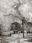 Tropical Garden, Palm Beach #YNL-225.  Infrared Photograph,  Stretched and Gallery Wrapped, Limited Edition Archival Print on Canvas:  40 x 56 inches, $1590.  Custom Proportions and Sizes are Available.  For more information or to order please visit our ABOUT page or call us at 561-691-1110.