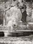 Tropical Garden, Udaipur India #YNL-842.  Infrared Photograph,  Stretched and Gallery Wrapped, Limited Edition Archival Print on Canvas:  40 x 56 inches, $1590.  Custom Proportions and Sizes are Available.  For more information or to order please visit our ABOUT page or call us at 561-691-1110.
