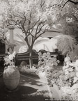 Garden , Positano Italy #YNL-896.  Infrared Photograph,  Stretched and Gallery Wrapped, Limited Edition Archival Print on Canvas:  40 x 50 inches, $1560.  Custom Proportions and Sizes are Available.  For more information or to order please visit our ABOUT page or call us at 561-691-1110.