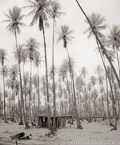 Palm Stand, Tahiti  #YNL-560.  Infrared Photograph,  Stretched and Gallery Wrapped, Limited Edition Archival Print on Canvas:  40 x 48 inches, $1560.  Custom Proportions and Sizes are Available.  For more information or to order please visit our ABOUT page or call us at 561-691-1110.
