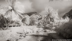 Tropical Road, Tahiti  #YNL-570.  Infrared Photograph,  Stretched and Gallery Wrapped, Limited Edition Archival Print on Canvas:  72 x 40 inches, $1620.  Custom Proportions and Sizes are Available.  For more information or to order please visit our ABOUT page or call us at 561-691-1110.