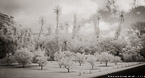 Tropical Landscape, Tahiti  #YNL-572.  Infrared Photograph,  Stretched and Gallery Wrapped, Limited Edition Archival Print on Canvas:  68 x 36 inches, $1620.  Custom Proportions and Sizes are Available.  For more information or to order please visit our ABOUT page or call us at 561-691-1110.