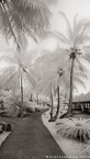 Tropical Walkway, Tahiti  #YNL-584.  Black-White Photograph,  Stretched and Gallery Wrapped, Limited Edition Archival Print on Canvas:  40 x 72 inches, $1620.  Custom Proportions and Sizes are Available.  For more information or to order please visit our ABOUT page or call us at 561-691-1110.
