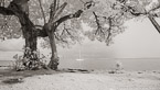 Tropical Beach, Tahiti  #YNL-593.  Infrared Photograph,  Stretched and Gallery Wrapped, Limited Edition Archival Print on Canvas:  72 x 40 inches, $1620.  Custom Proportions and Sizes are Available.  For more information or to order please visit our ABOUT page or call us at 561-691-1110.