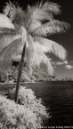 Tropical Beach, Tahiti  #YNL-595.  Infrared Photograph,  Stretched and Gallery Wrapped, Limited Edition Archival Print on Canvas:  40 x 72 inches, $1620.  Custom Proportions and Sizes are Available.  For more information or to order please visit our ABOUT page or call us at 561-691-1110.